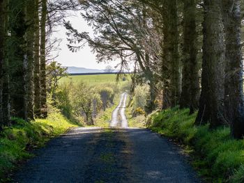 Road amidst trees in forest