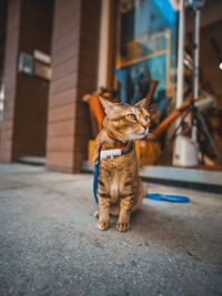 Cat sitting on looking away
