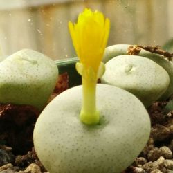 Close-up of yellow flower