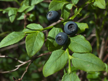 Close-up of fruits on plant