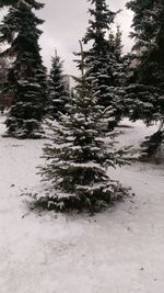 Pine trees on snow covered field