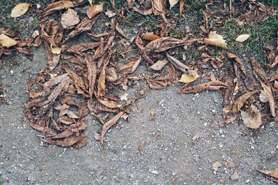 High angle view of dried leaves on ground