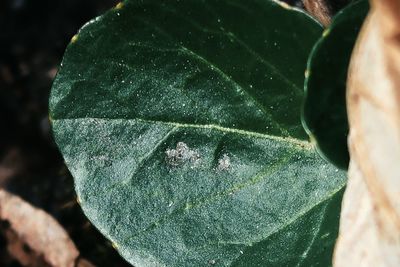 Close-up of raindrops on leaf