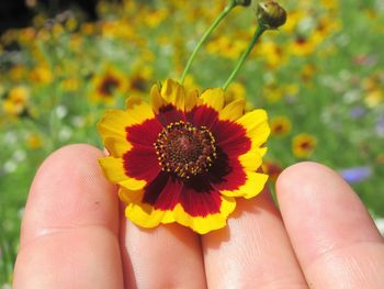 Close-up of hand holding flower