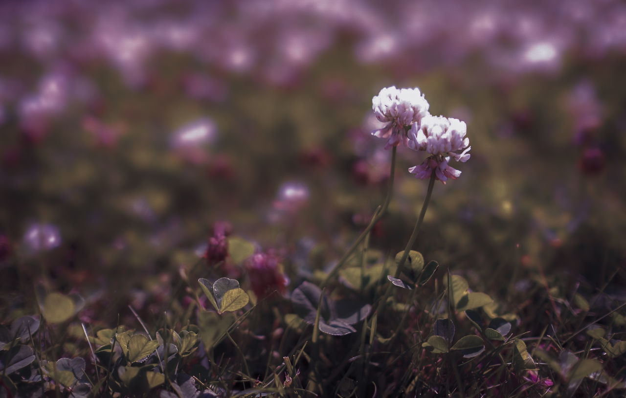 CLOSE-UP OF FLOWERING PLANT ON FIELD