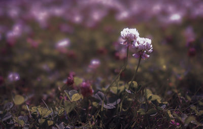 Close-up of purple flowering plant on field