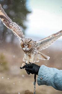Portrait of owl against water