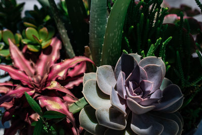 Close-up of pink succulent plant