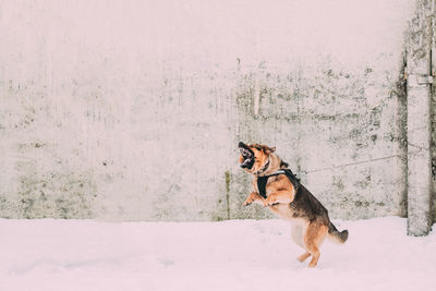 Dog running on snow