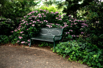 Flower plants in park