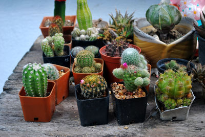 Potted plants at market stall