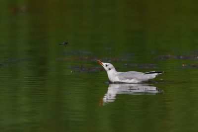 Duck swimming in a lake