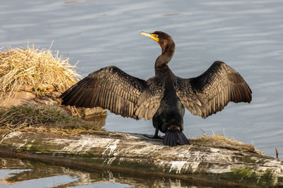 Double crested cormorant drying its wings