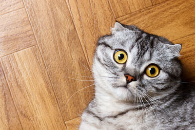 British cat lying on the floor. surprised scottish cat on the floor with copy space