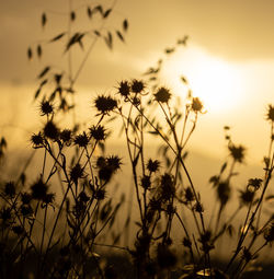 Close-up of silhouette flowering plants against sky during sunset