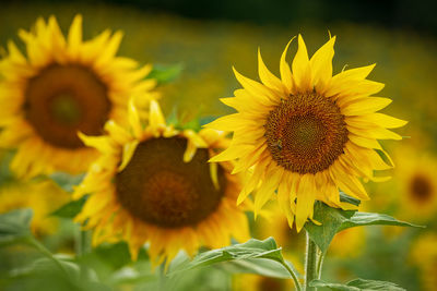 Close-up of yellow flowering plant