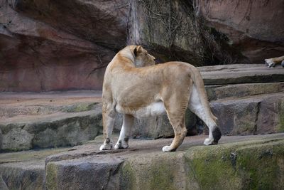 Horse standing on rock