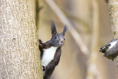 Close-up of a cat on tree trunk