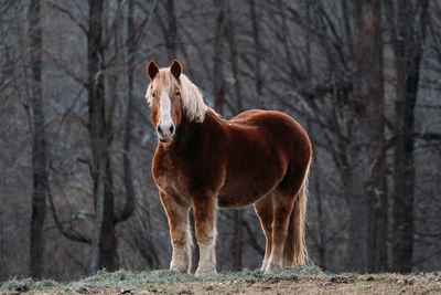 Horse standing in a field