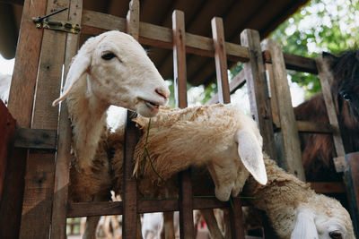 Close-up of sheep on field