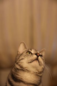 Close-up of a cat looking away