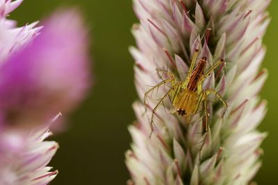 Close-up of insect on flower