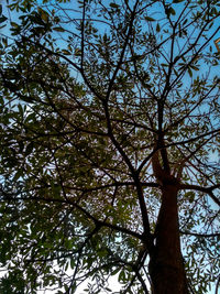 Low angle view of tree against sky
