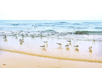 Flock of seagulls on beach