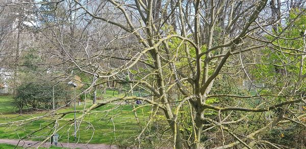 Bare trees in forest