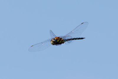 Low angle view of dragonfly flying against blue sky
