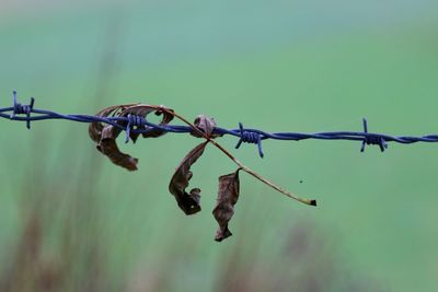 Close-up of barbed wire