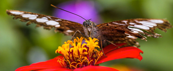 Close-up of butterfly pollinating on flower