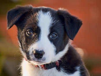 Close-up portrait of puppy