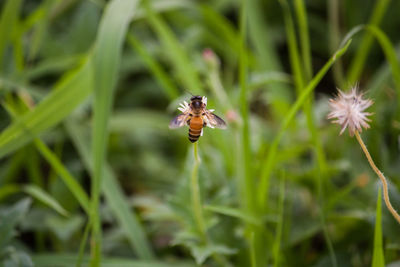 Close-up of insect on flower