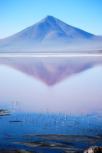 Flock of birds flying over calm lake