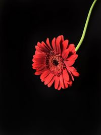 Close-up of red flower against black background