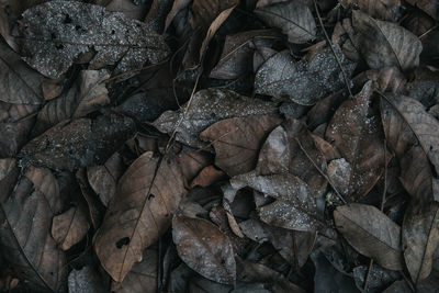 Full frame shot of dried leaves on field