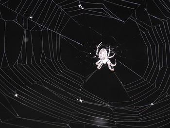 Close-up of spider web