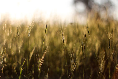 Close-up of wheat growing on field against sky