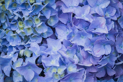 Full frame shot of purple hydrangea