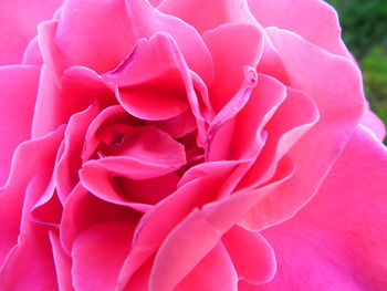 Full frame shot of pink flower