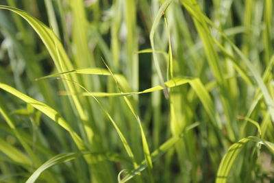 Close-up of crops growing on field