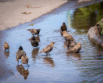 Ducks in a lake