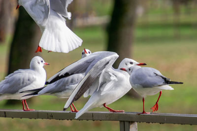 Seagulls perching on railing