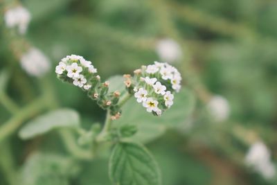 Close-up of flowers against blurred background