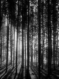 Silhouette trees in forest