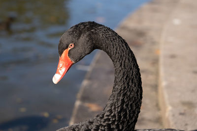 Close-up of black dog