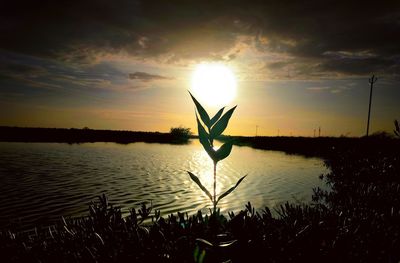 Silhouette plants by lake against sky during sunset