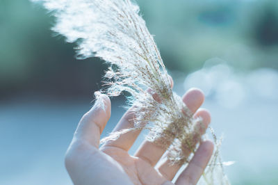 Close-up of person holding dried plant