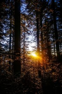 Sunlight streaming through trees in forest